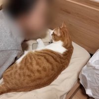 布団の上で人間に甘える猫