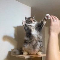 仁王立ちしている猫