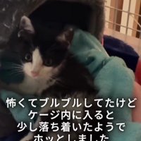 ケージの中の子猫
