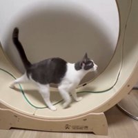 キャットホイールに乗る猫