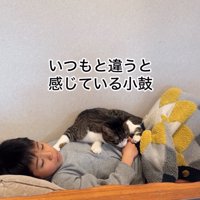 お腹の上に乗る猫2