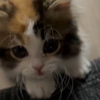 近くにあるものに前足をかけて、飼い主を見上げる子猫