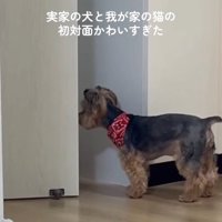 ドアの向こうへ隠れていく猫さん