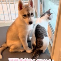 振り返る赤ちゃん犬