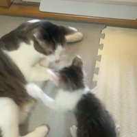 先住猫に飛び掛かる子猫