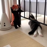 窓際に置いてあるレッサーパンダのぬいぐるみのそばに寝転がる猫