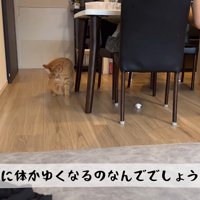毛づくろい