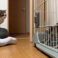 ケージの中にいる子猫を見る猫