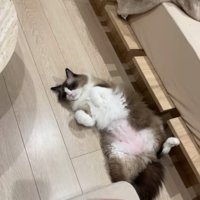 ベッドの横でへそ天で寝ている猫