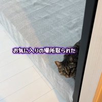 上目遣いの猫