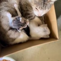 段ボールの中にいる親子の猫