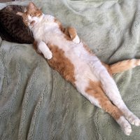 毛布の上で眠る猫