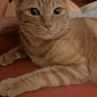 カメラ目線の猫（字幕なし）