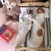 仰向けの体勢で後ろ足を伸ばす三毛猫