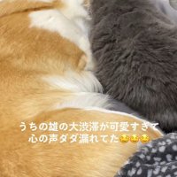 犬と猫と寝ている飼い主