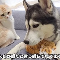 見知らぬ子猫の人形をみつけた猫さん
