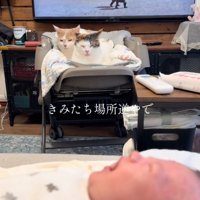 ベビーベッドを占拠する猫さんたちと泣き出す赤ちゃん