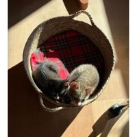 身を寄せ合っている猫たち