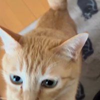 立ち上がって飼い主に前足を伸ばす猫