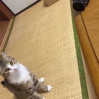 少し離れた場所から傘を見つめる猫