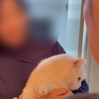 抱っこされている猫