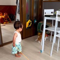 低い姿勢になる猫