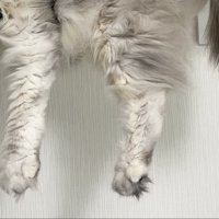 手足としっぽをハンモックから垂らしているサイベリアンの姿
