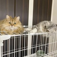 ケージの上でくつろぐペルシャ猫とスコティッシュフォールド