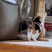 必死に爪をとぐ猫