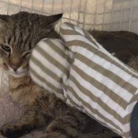 気持ちよさそうなたこやきくん