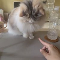 器用に蓋を扱う猫
