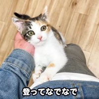 テロップ「登ってなでなで」