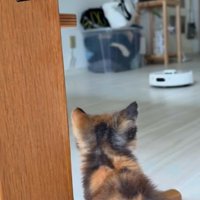 部屋の中を動き回るロボット掃除機を見つめる子猫