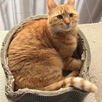 お気に入りの爪とぎベッドに座って頭を起こしている猫