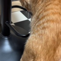 輪っかをつかむ猫