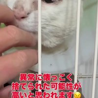 ケージの中の猫