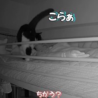 飼い主に文句を言いに行く猫