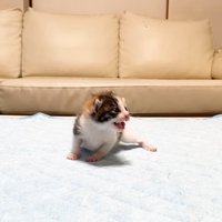 鳴く赤ちゃん猫