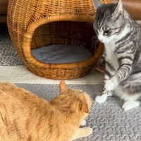 左前足を上げるサバ白猫（パンチ！？）