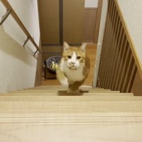 駆け登ってくる姿