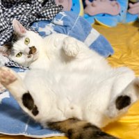 へそ天でカメラ目線をしている猫