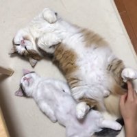 後ろ足にタッチ