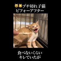 大きく口を開けて威嚇