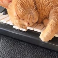 ソファで寝る猫