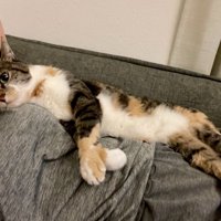 飼い主の上で横になっている猫