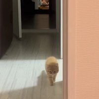 少しずつ近づいてくる子猫