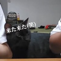 魚を見る猫