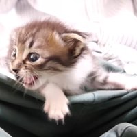 鳴く姿(横向き)