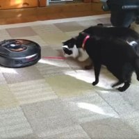 猫とロボット掃除機