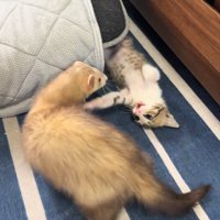 フェレットと遊ぶ子猫